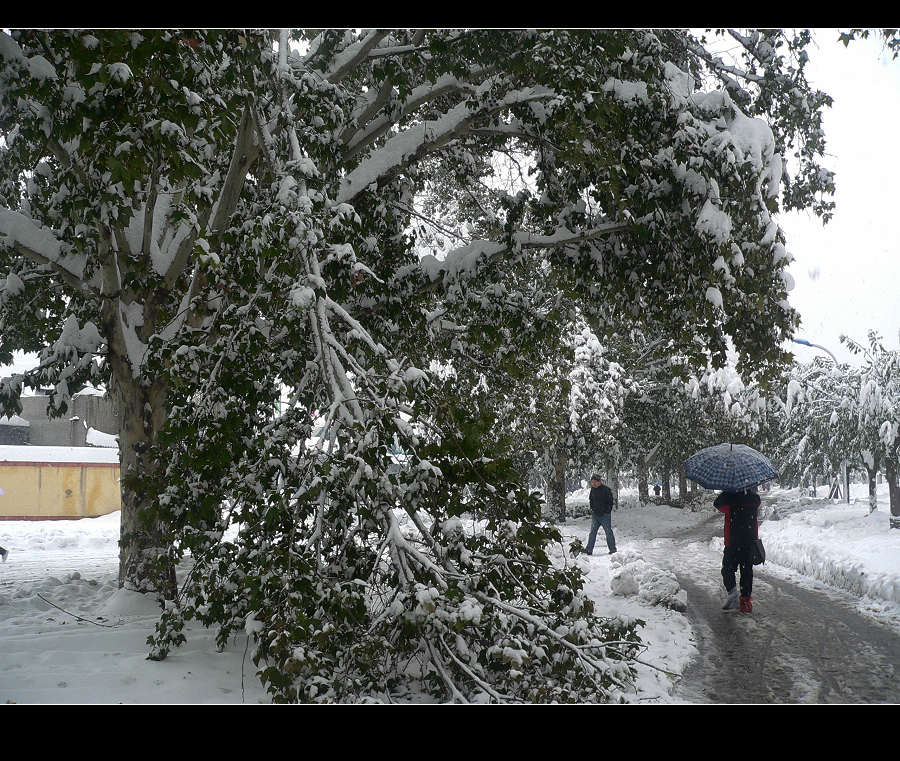 2009年的第一场雪-4 摄影 天元