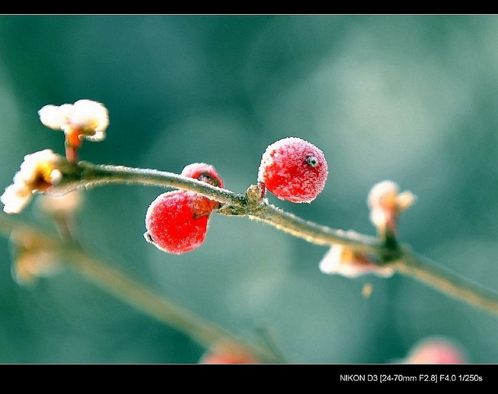 雪后霜果 摄影 mkk