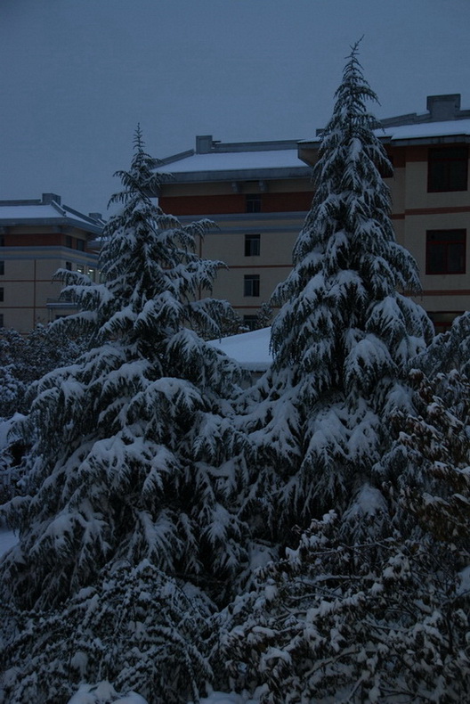 自家阳台上拍摄雪景 摄影 译书人