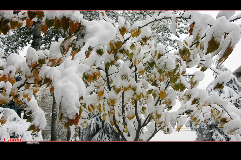 瑞雪 摄影 李建广