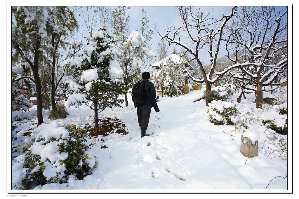 踏雪图 摄影 寒柳