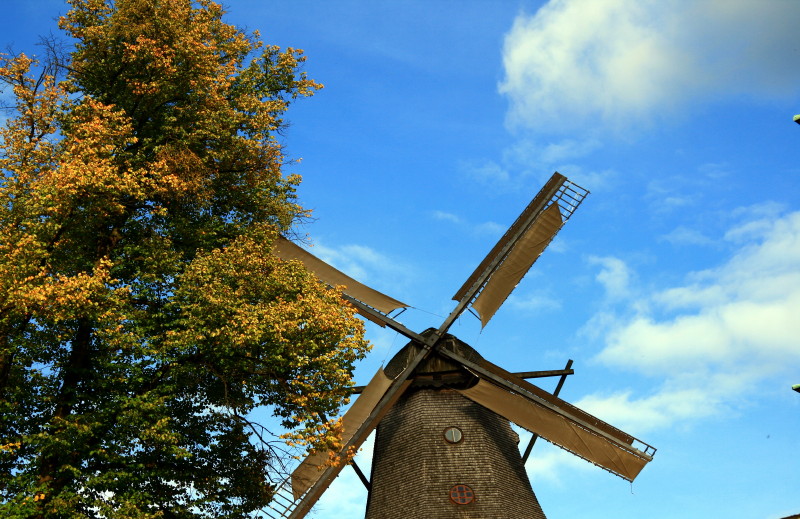 Tree--windmill--blue sky 摄影 pelican