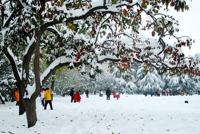 深秋瑞雪 摄影 山谷的风