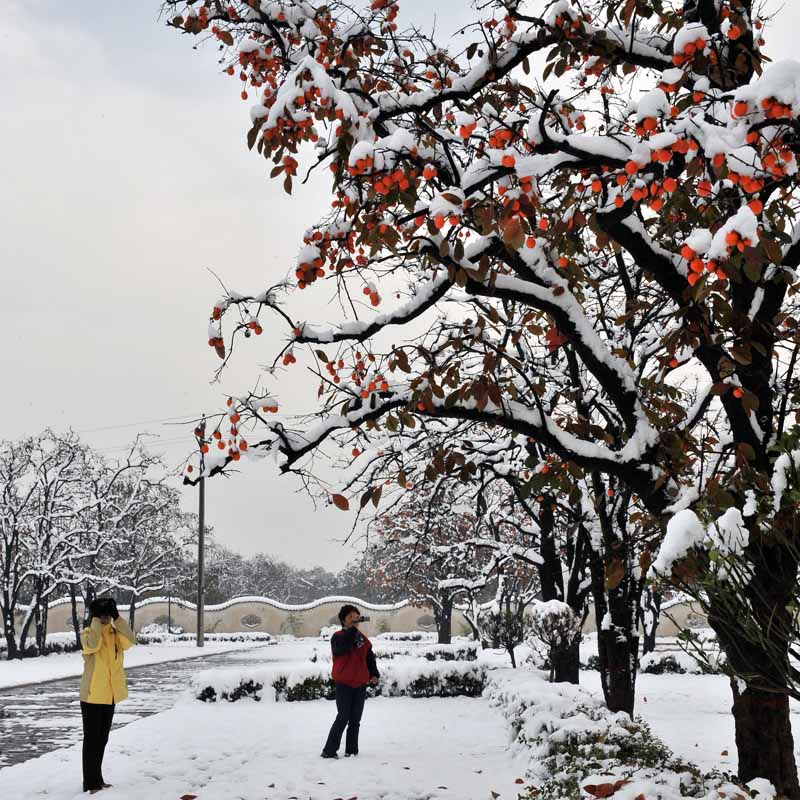 初雪 摄影 白鹿原