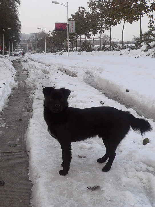 2009年的第一场雪-5 摄影 天元