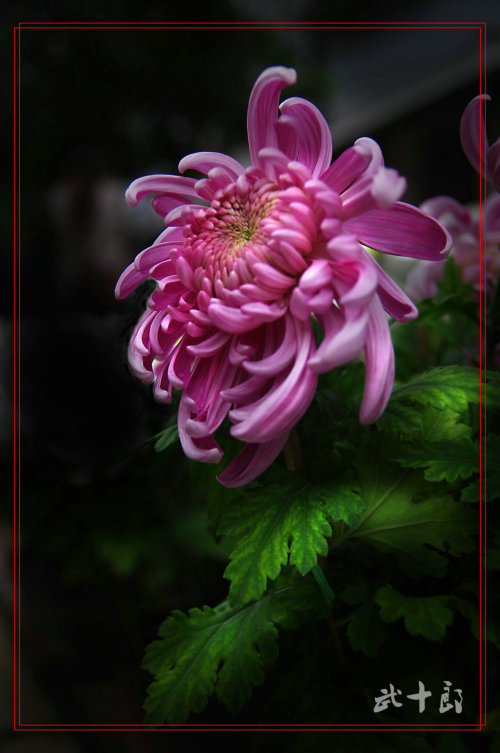 菊魅 摄影 武十郎
