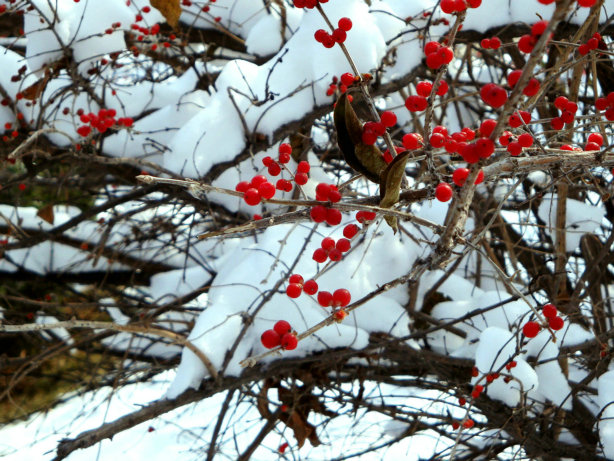 白雪红果 摄影 红日蓝天