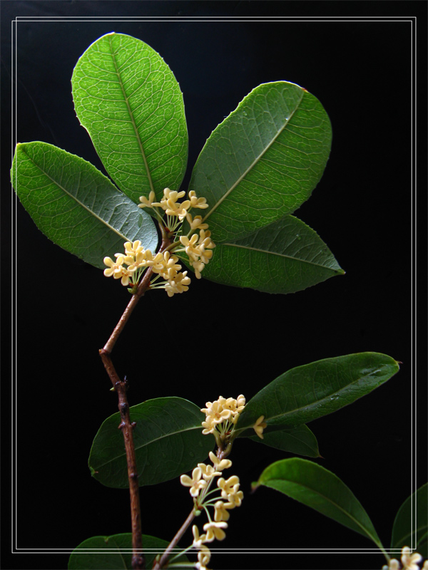 桂花1 摄影 平平乐