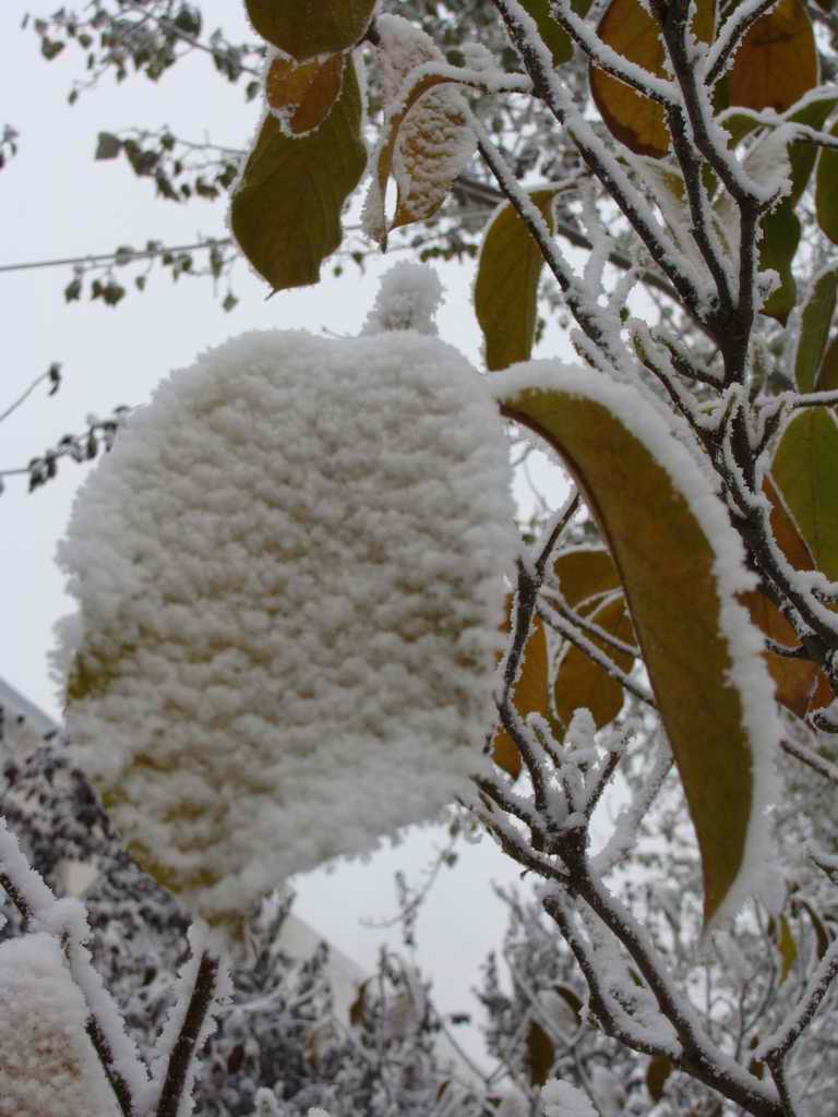 雪 摄影 高高兴