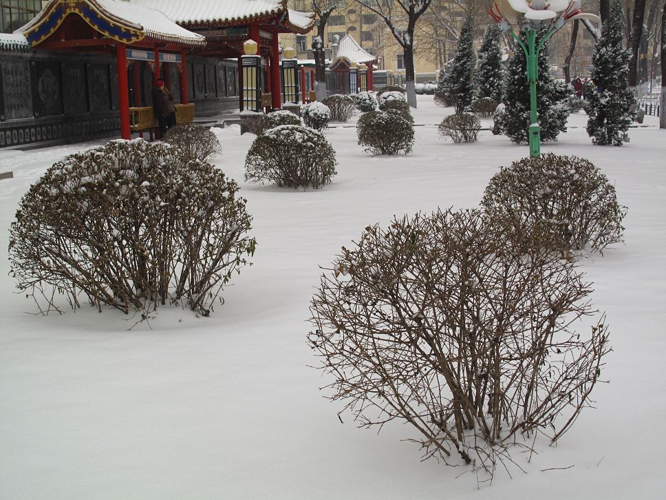 雪中景 摄影 丹萍