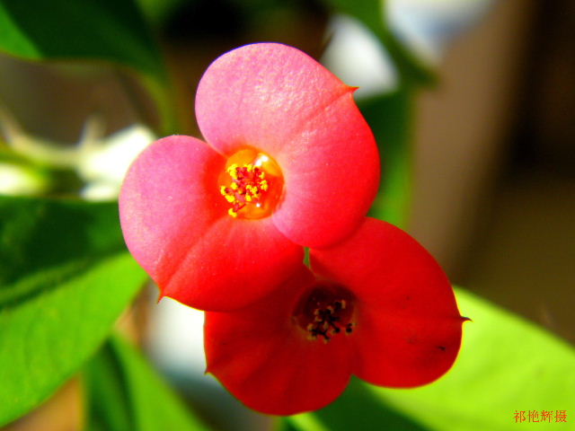 刺花 摄影 祁艳辉