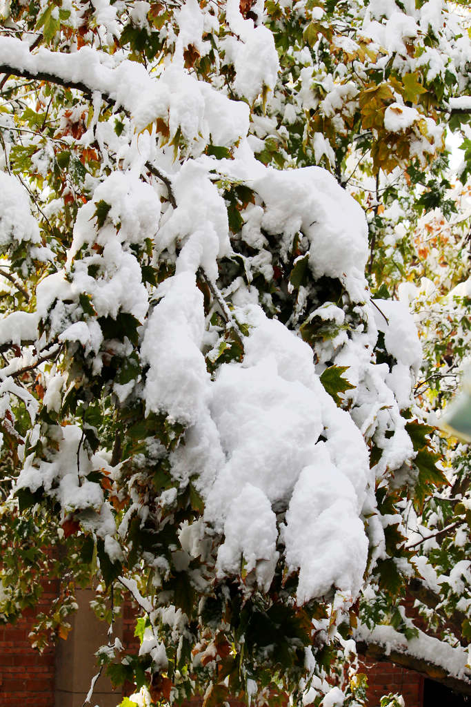 大雪压梧桐 摄影 LJFL