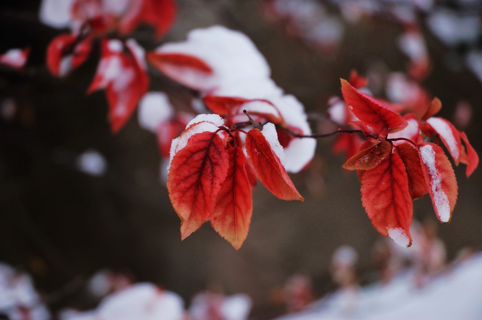 冰与雪（2）·残红 摄影 景韵霞光