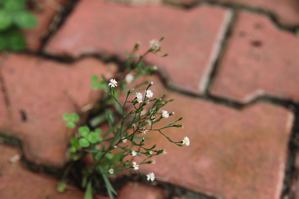 坚强的那株花 摄影 onlyna10