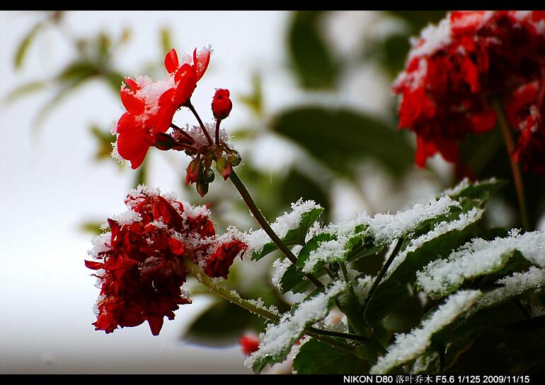 雪里红 摄影 落叶乔木