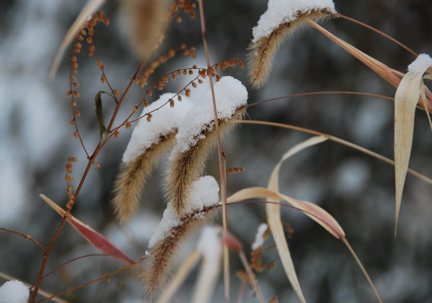 雪后的草 摄影 融秋