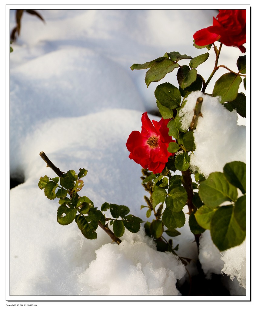 雪重花更艳 摄影 寒柳