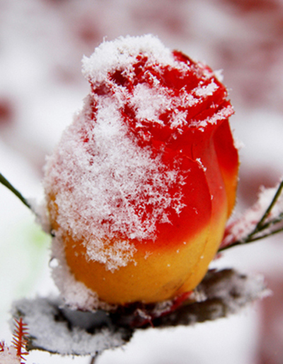 雪里红 摄影 郾城老李