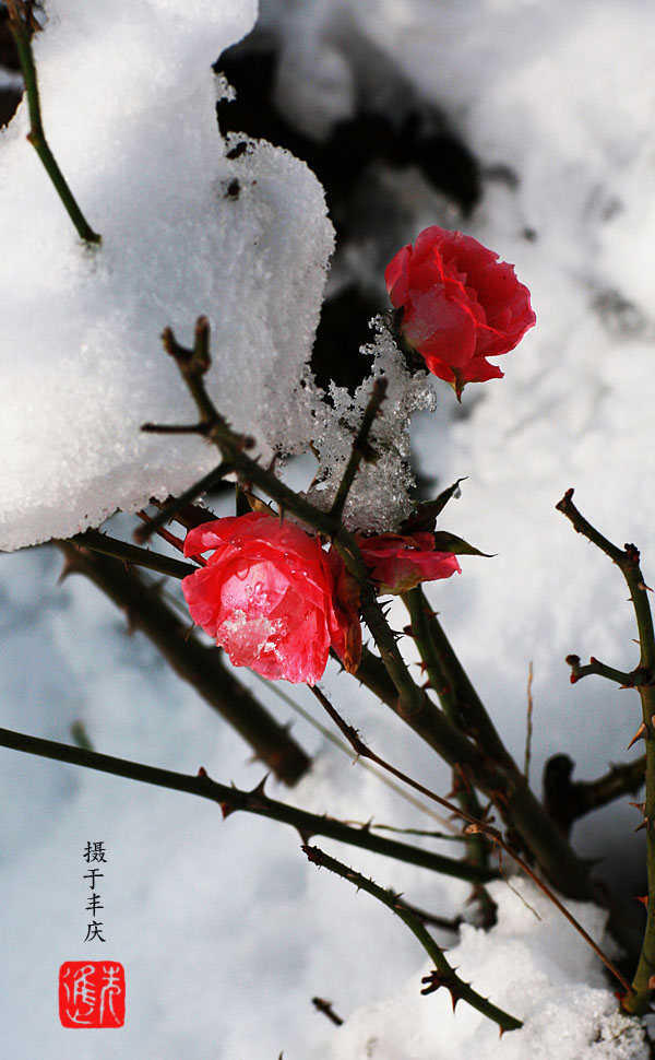 雪中月季 摄影 先进