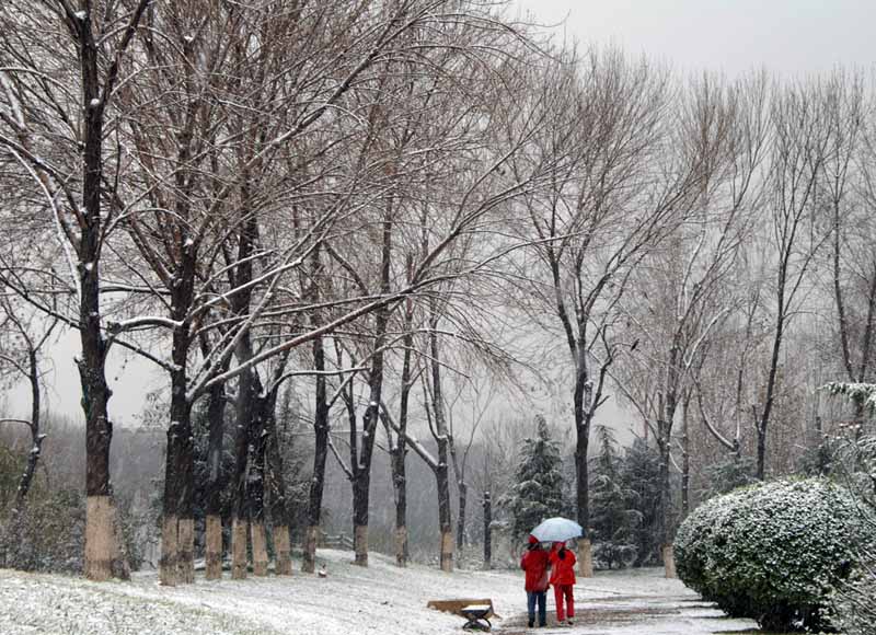 漫天飞雪 摄影 飘飘