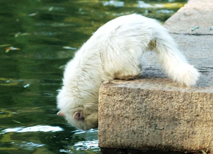 流浪猫----渴 摄影 晓光1