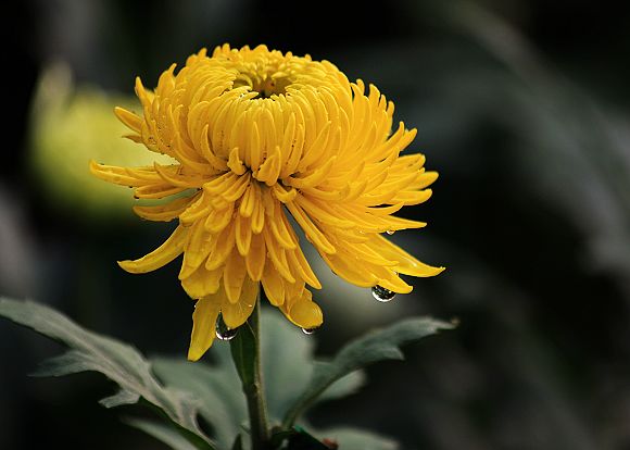 菊花 摄影 重庆宝宝