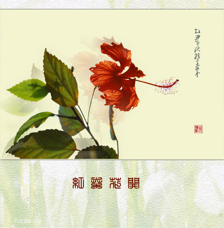 红桑花开 摄影 春天080