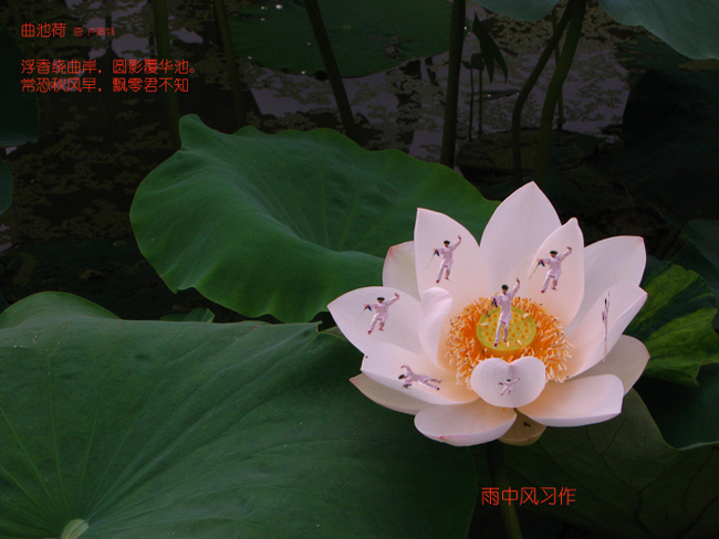 莲花剑 摄影 雨中风