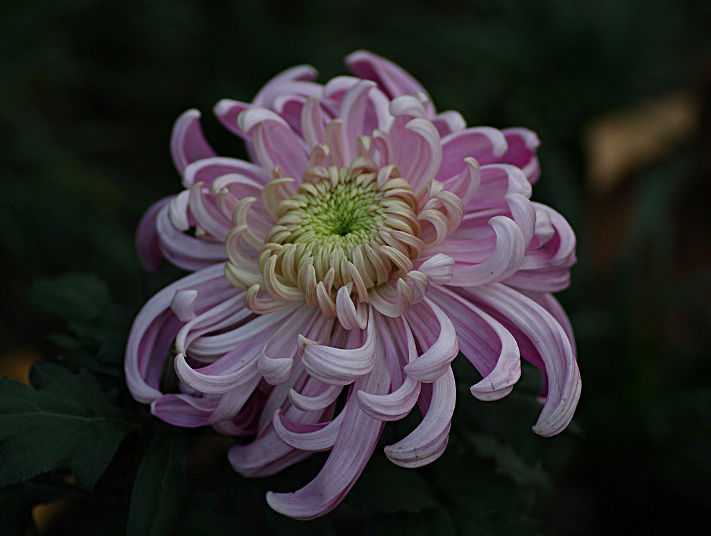 菊花5 摄影 雷一