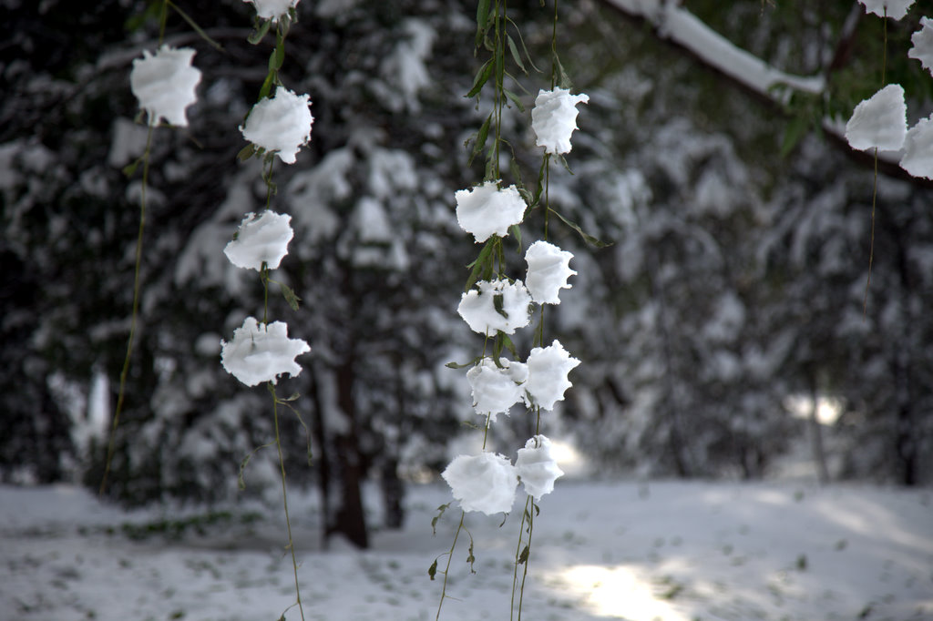 雪的风铃 摄影 qiang1970