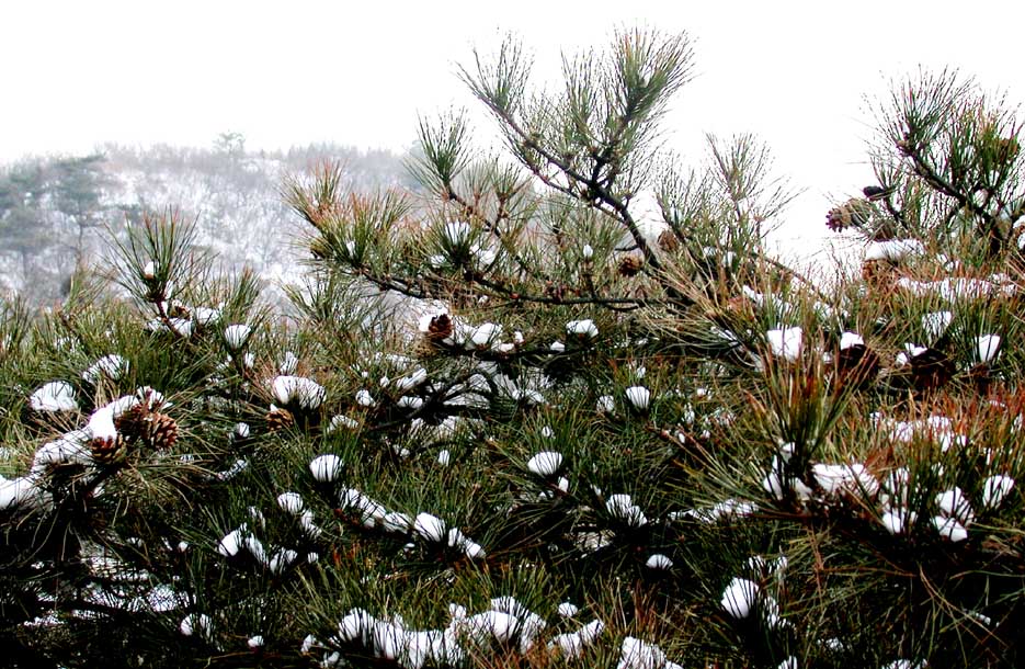 冬雪 摄影 达达鱼