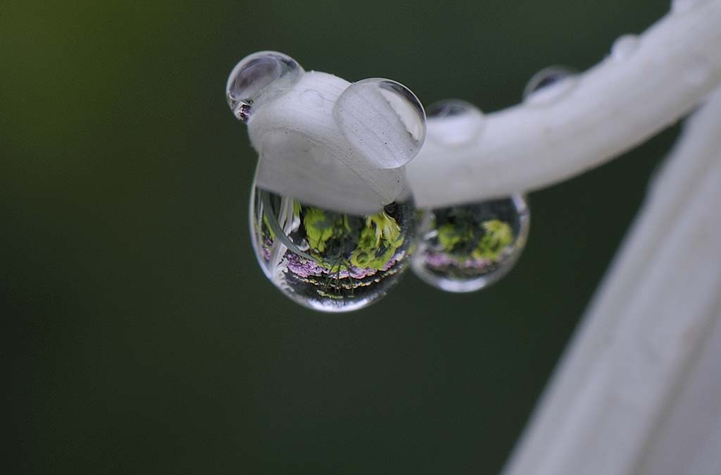 雨滴菊花 摄影 A冰馨