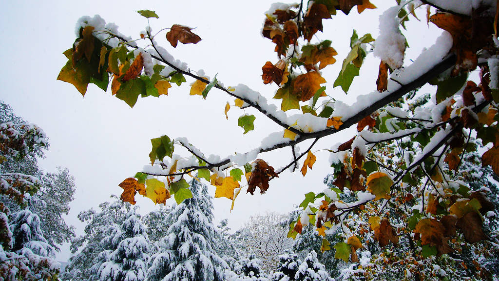 秋叶白雪 摄影 侯哥