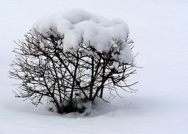 在雪中 摄影 柳花