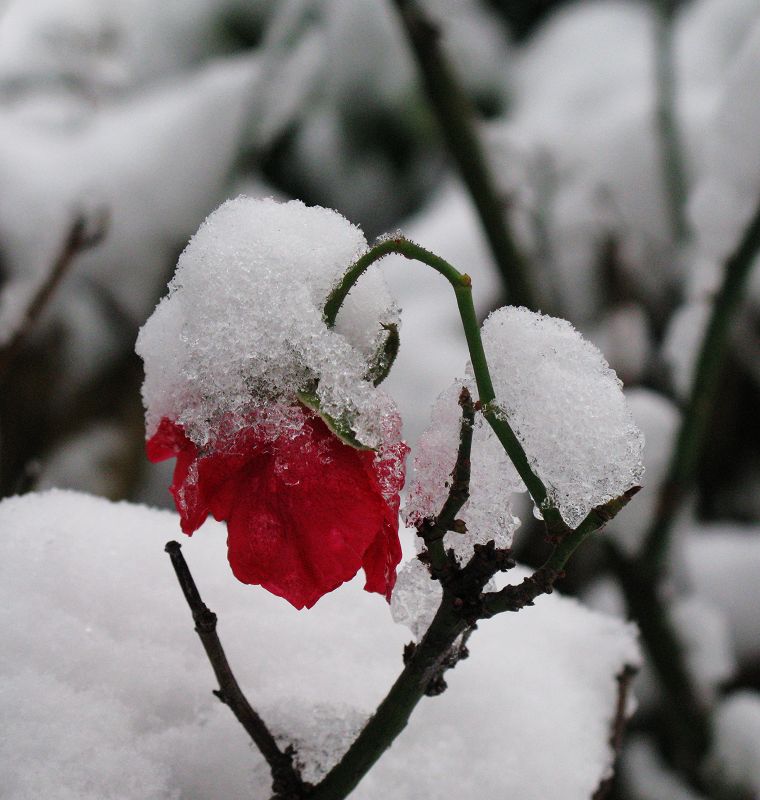 雪中花 摄影 毛毛虫的眼泪