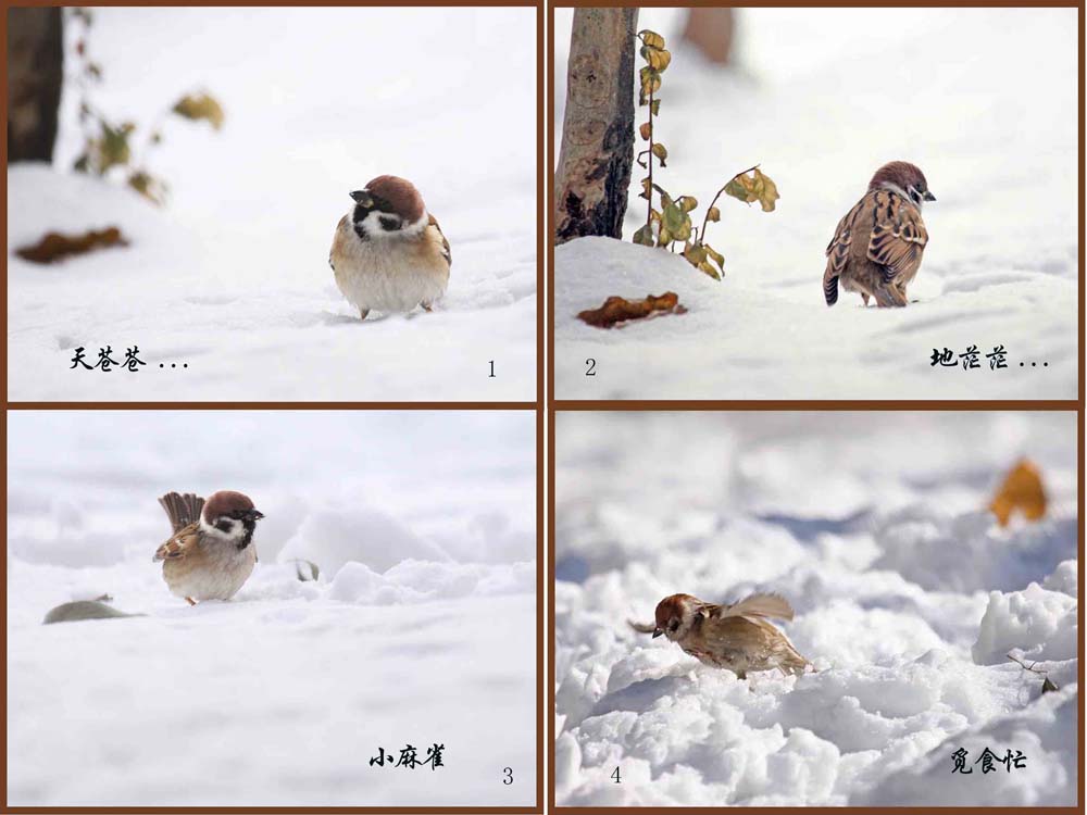 雪后麻雀组照 摄影 zhangjing09