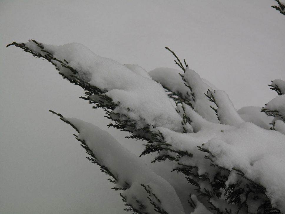 雪中景 摄影 丹萍