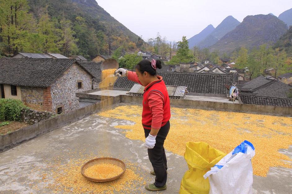 劳动光荣 摄影 新马崽