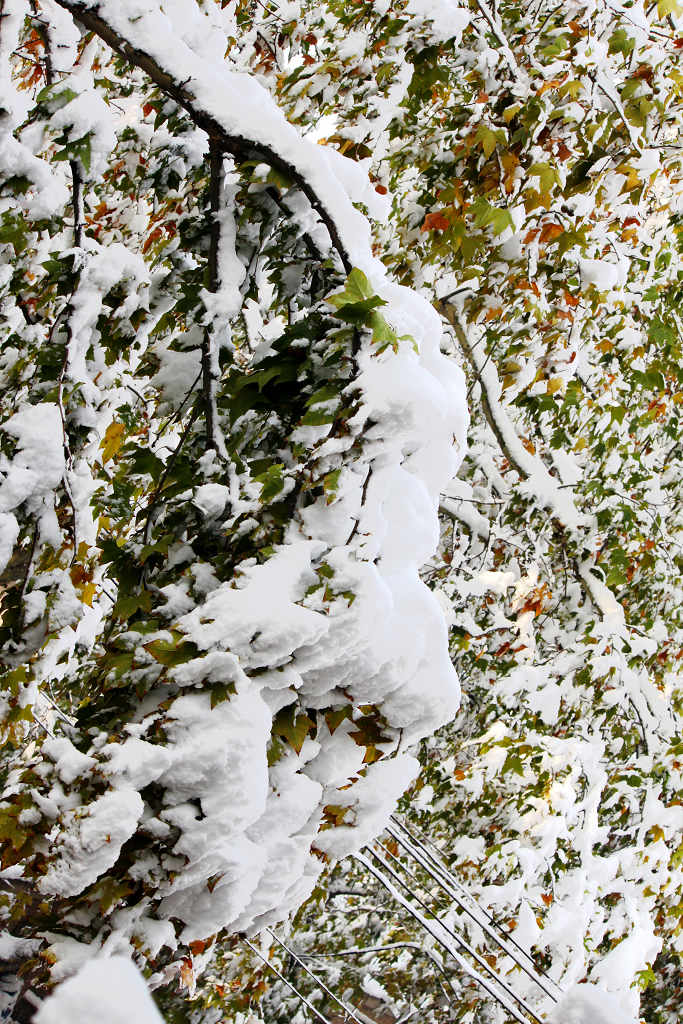 大雪压梧桐之三 摄影 LJFL