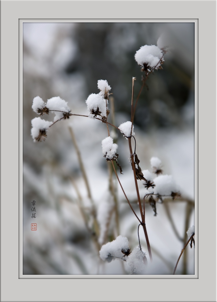 雪绒花 摄影 一石