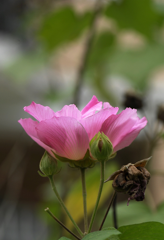 芙蓉花 摄影 麦田守望