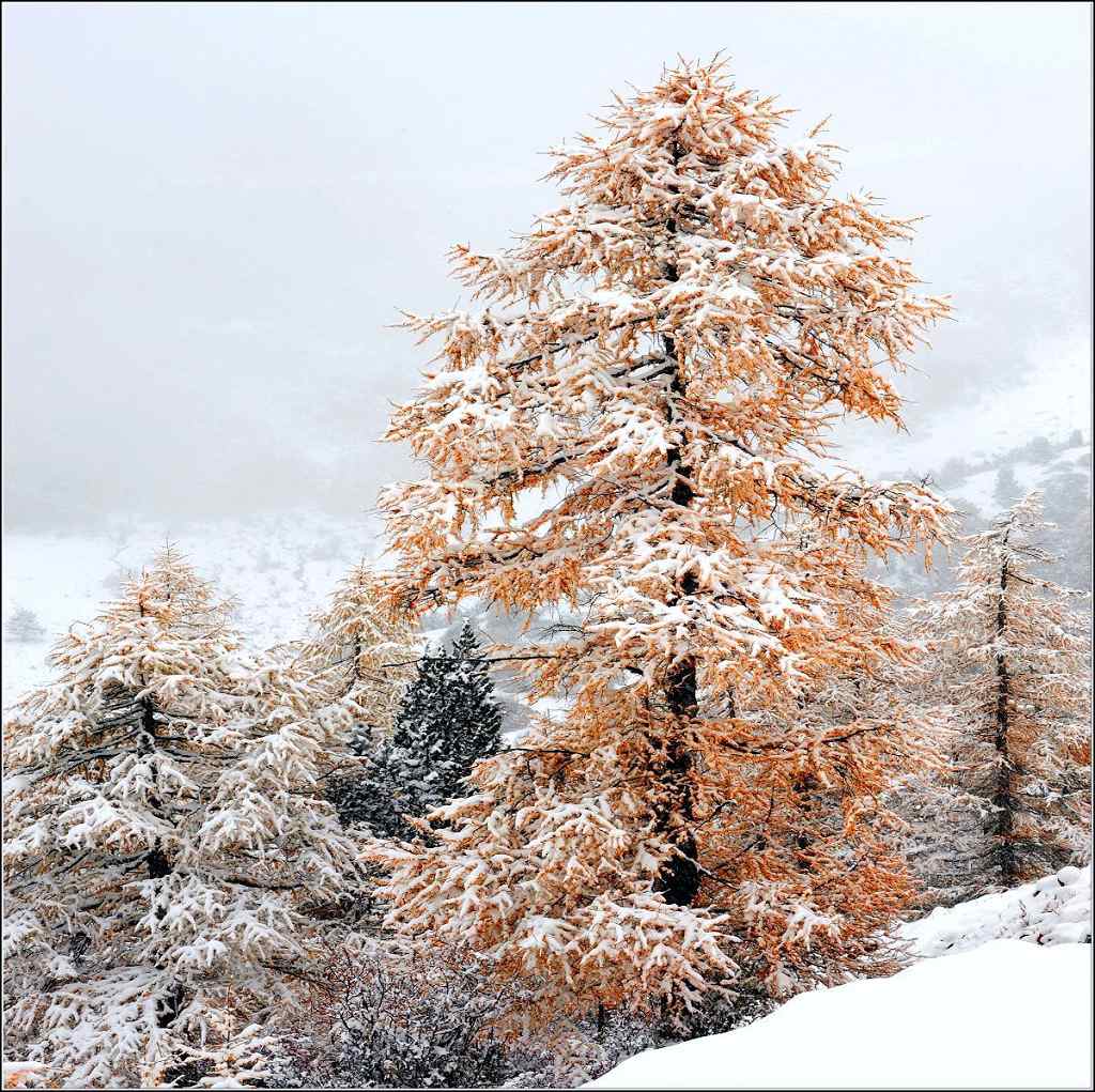 梅里的雪 摄影 老而不朽