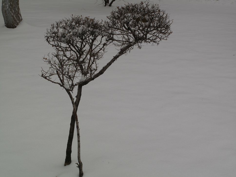 雪中景 摄影 丹萍