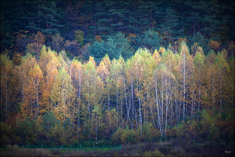 autumn tree 摄影 辛宗秀