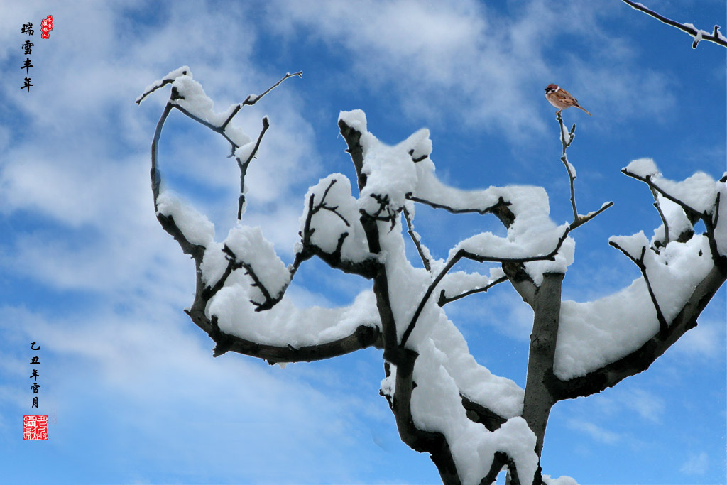 瑞雪丰年 摄影 空军老兵