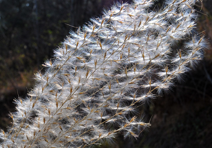 近拍芦花 摄影 xiong9