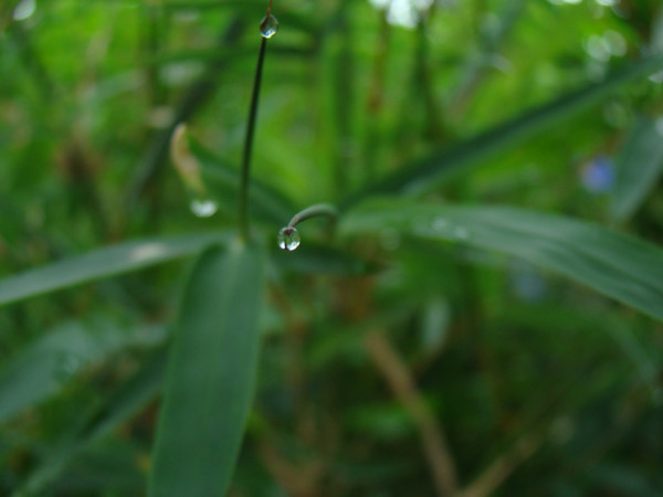 露珠 摄影 江南草长