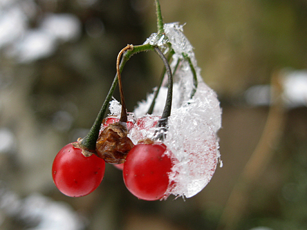 雪中红果 摄影 丰雨