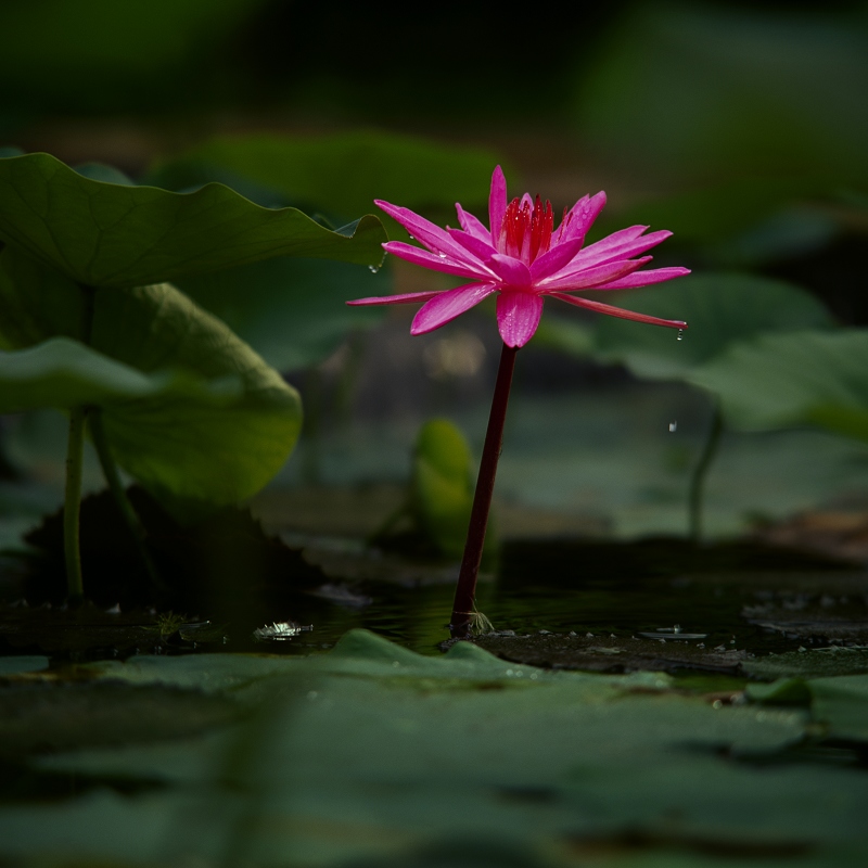 花之语 摄影 大连之光