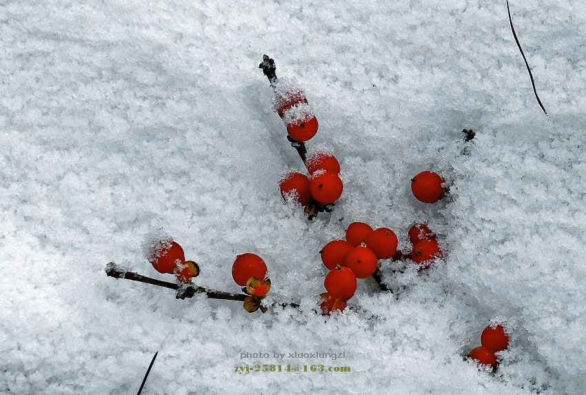 雪后寻色 摄影 潇湘子